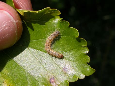 Fallen Webworm